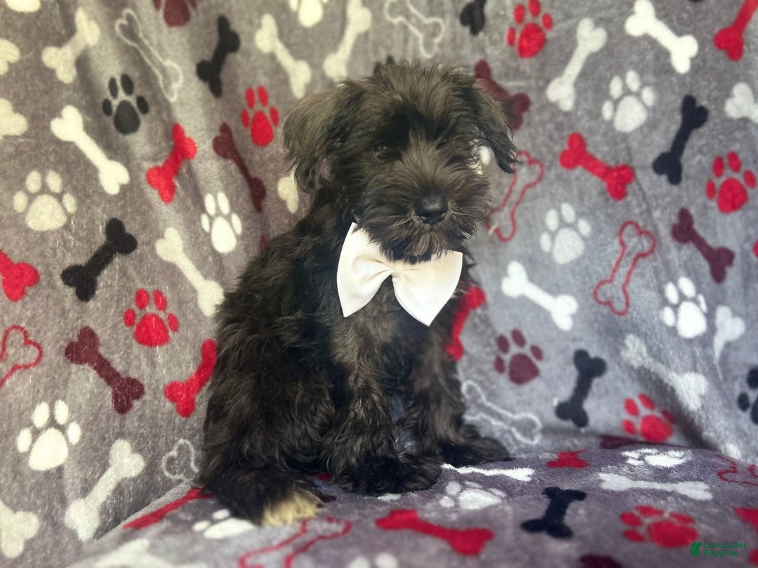 Miniature Schnauzer dogs for sale: Rover - Image 1