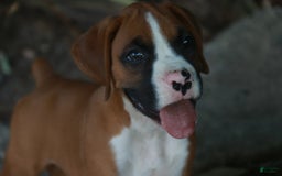 Boxer dogs for sale: Samson - Image 7