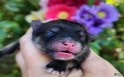 Pomeranian dogs for sale: Elysium - Listing for pets: Nirvana, Valhalla, Elysium - Image 4
