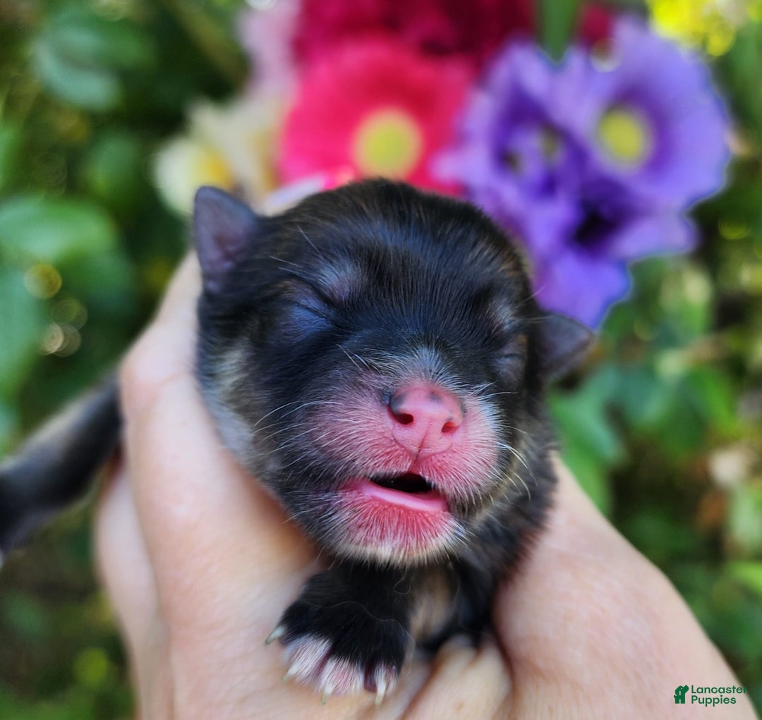 Pomeranian dogs for sale: Elysium - Listing for pets: Nirvana, Valhalla, Elysium - Image 4
