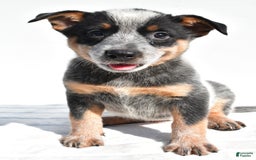 Australian Cattle Dog dogs for sale: Amber - Image 3