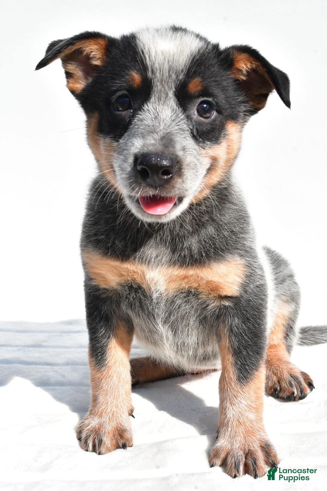 Australian Cattle Dog dogs for sale: Amber - Image 3