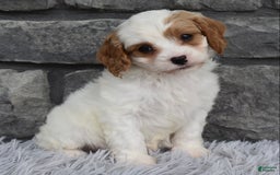 Cavapoo dogs for sale: Ace - Image 5