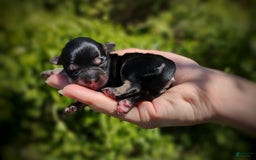 Morkie dogs for sale: Cream Point Ladybug - Image 21