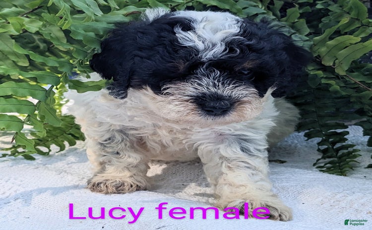 Mini Goldendoodle dogs for sale - Ad 5