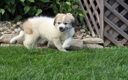 Great Pyrenees dogs for sale: Lucy - Image 2