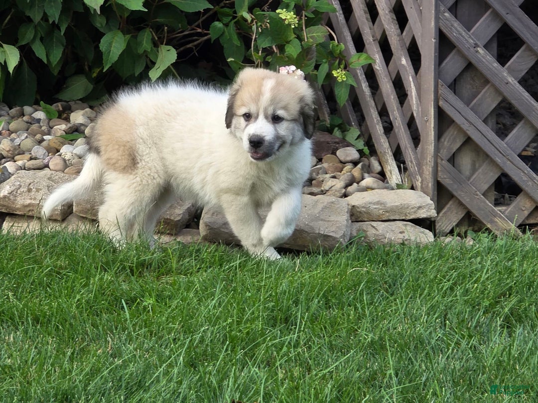 Great Pyrenees dogs for sale: Lucy - Image 2