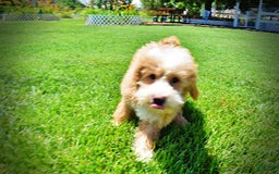 Havapoo dogs for sale: Whisky - Image 14