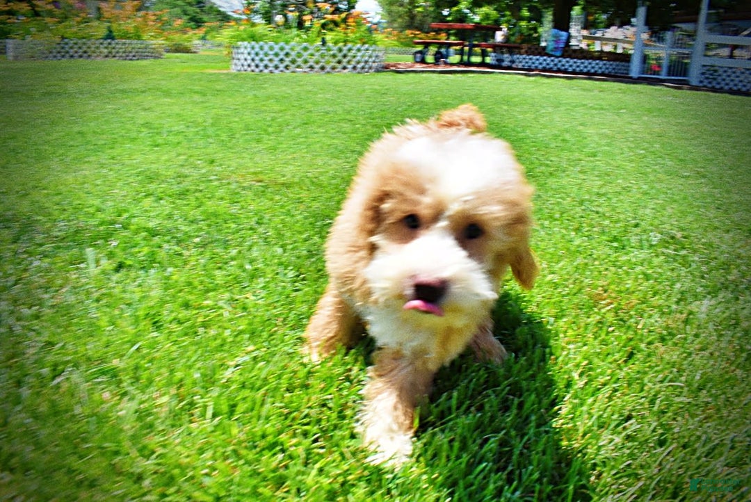 Havapoo dogs for sale: Whisky - Image 14