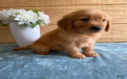 Golden Retriever dogs for sale: Lexi - Image 6