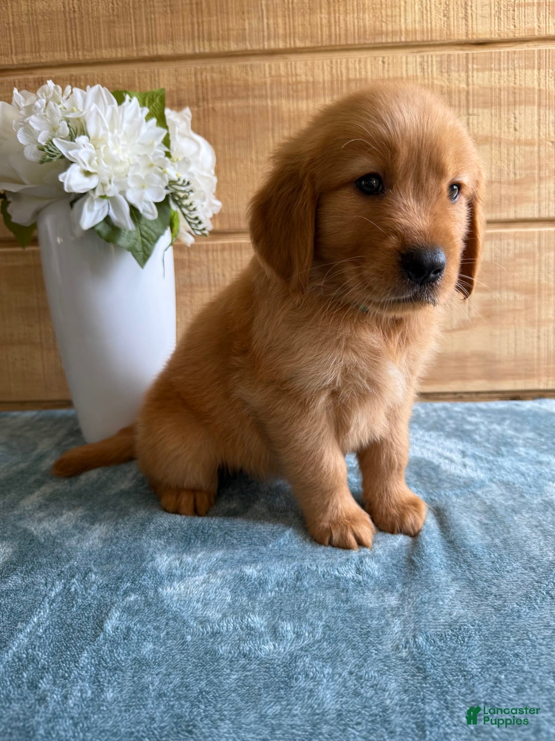 Golden Retriever dogs for sale: Lexi - Image 6