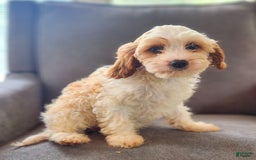 Cavapoo dogs for sale: Charlie - Image 4