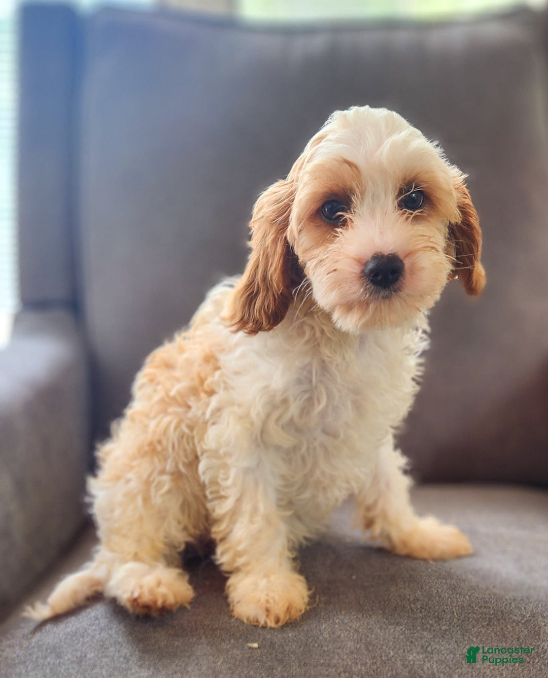 Cavapoo dogs for sale: Charlie - Image 4