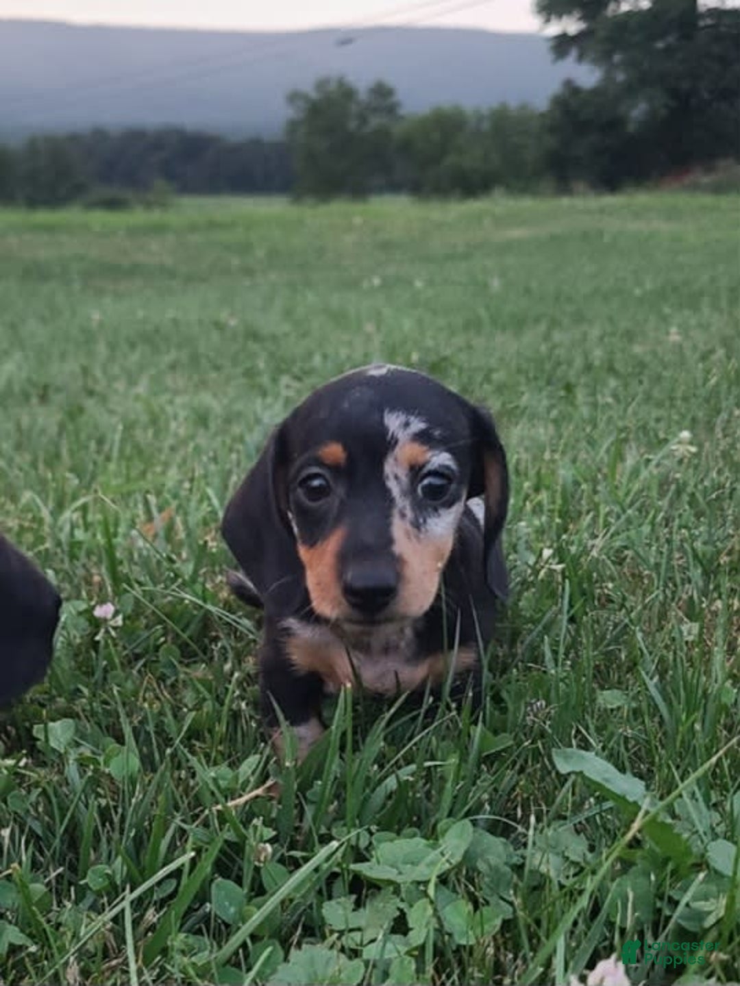 Miniature Dachshund dogs for sale: Debbie - Image 7
