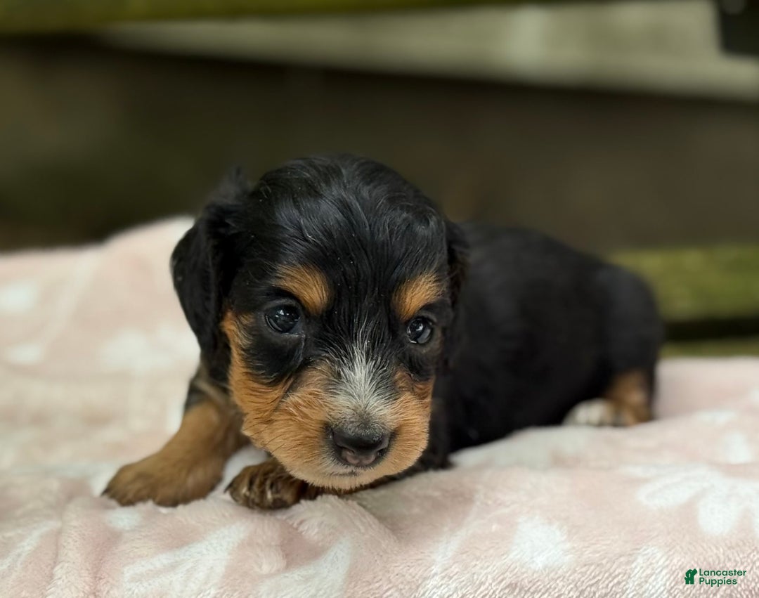 Miniature Dachshund dogs for sale: Dusty - Image 8
