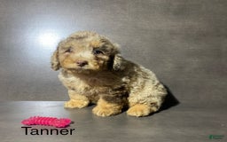 Miniature Poodle dogs for sale: Miniature Poodle 3 puppies - Image 3