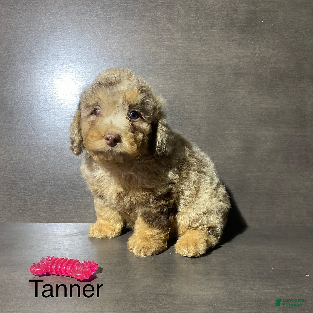 Miniature Poodle dogs for sale: Miniature Poodle 3 puppies - Image 3