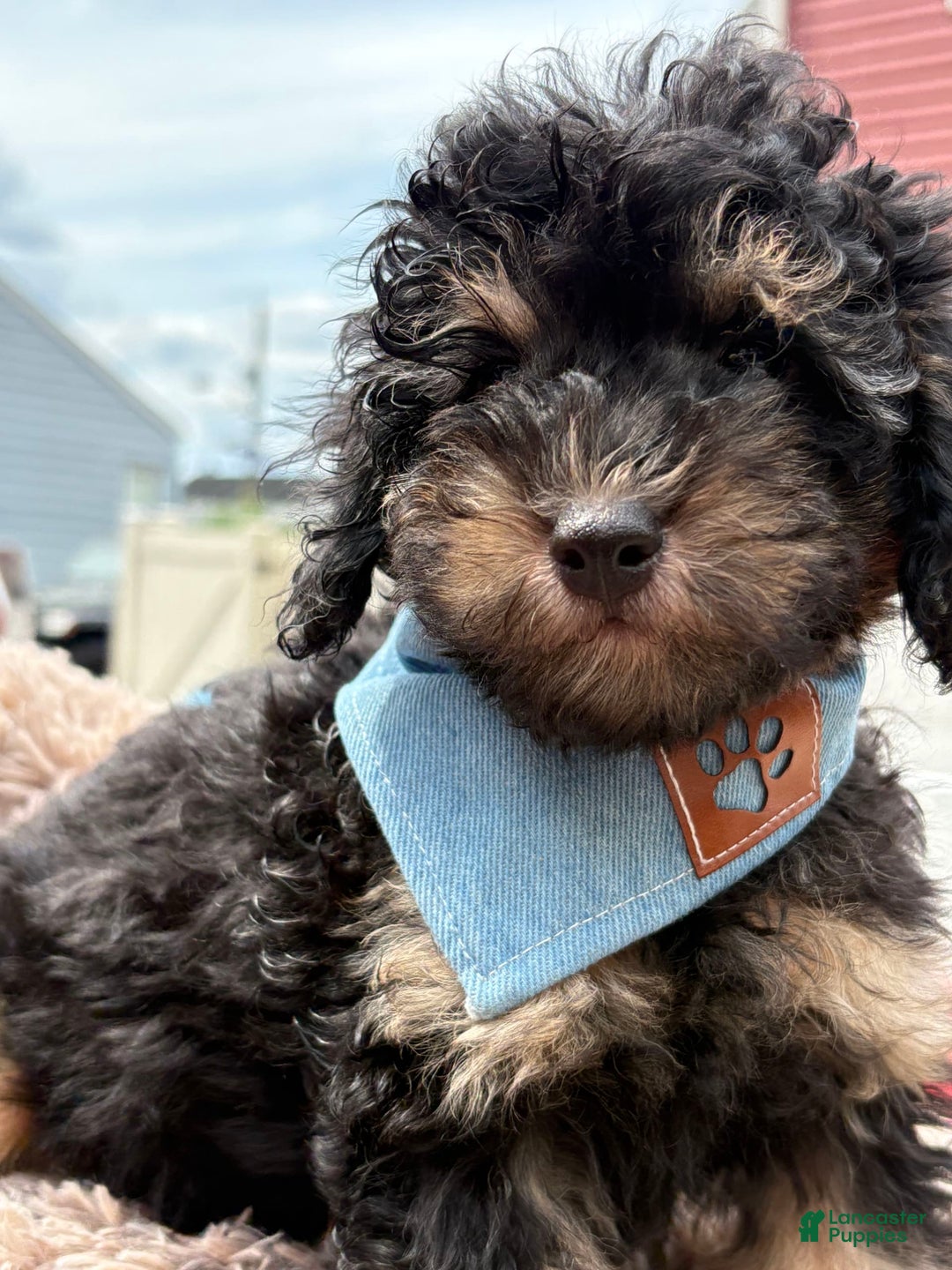 Miniature Poodle dogs for sale: Mica - Image 2