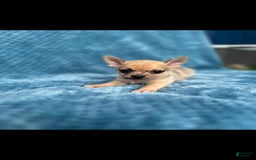Pomchi dogs for sale: Kolter - Image 1