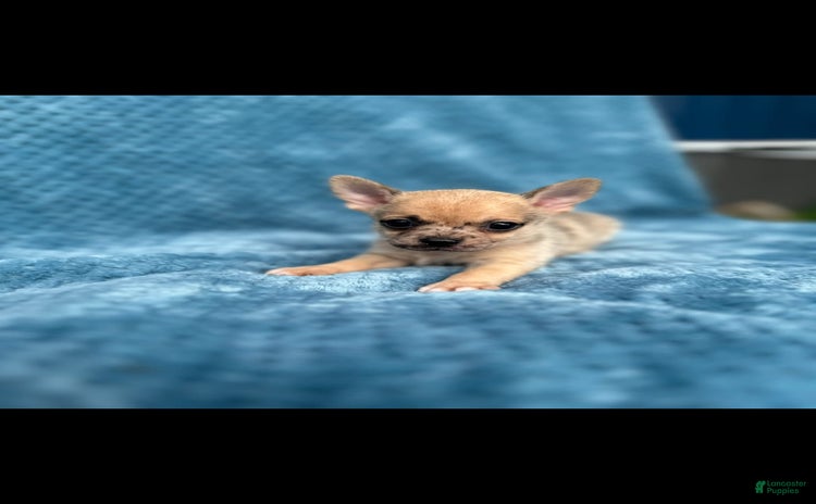 Pomchi dogs for sale - Ad 1