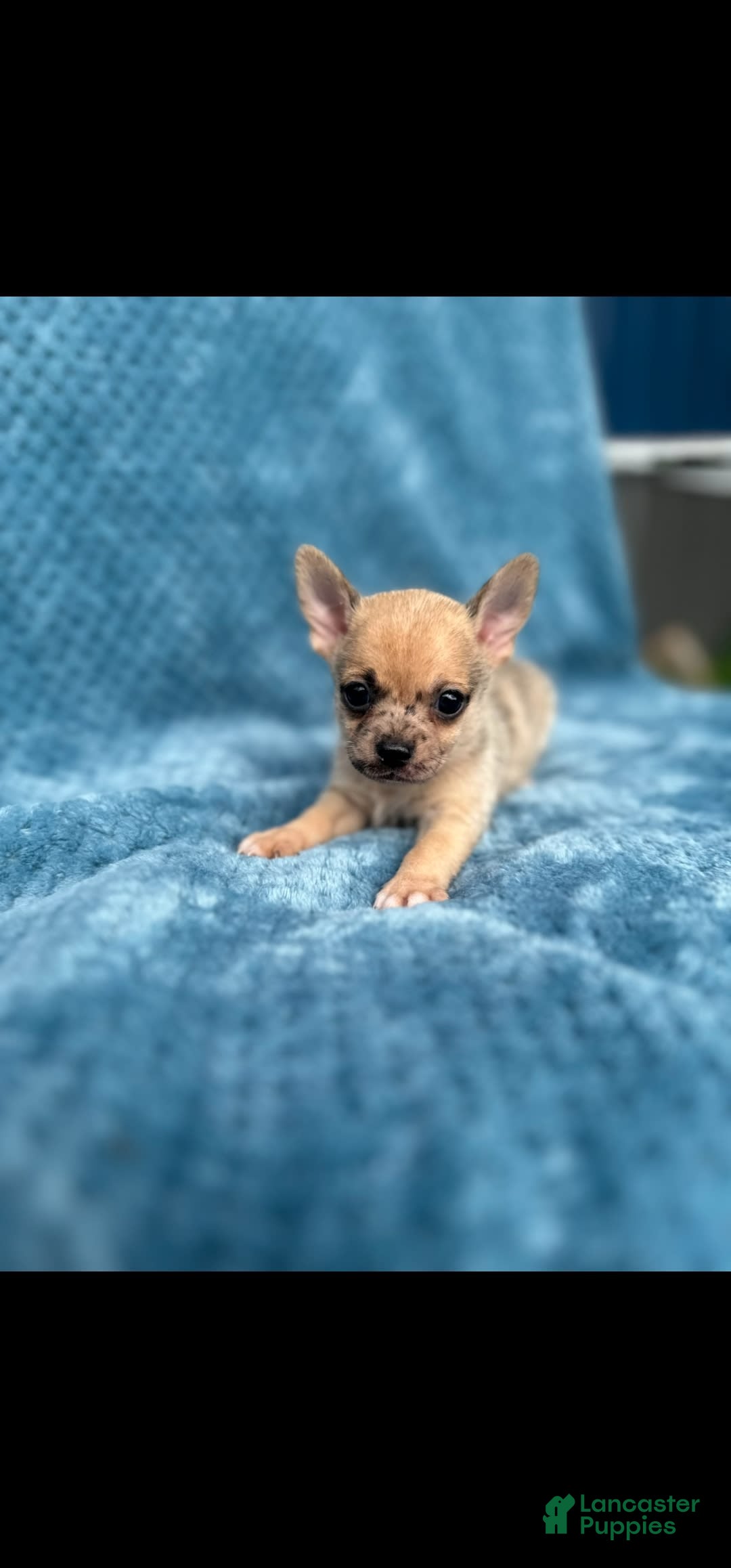 Pomchi dogs for sale: Kolter - Image 1