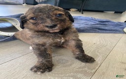 Bernedoodle dogs for sale: Baby Caramelo - Image 6