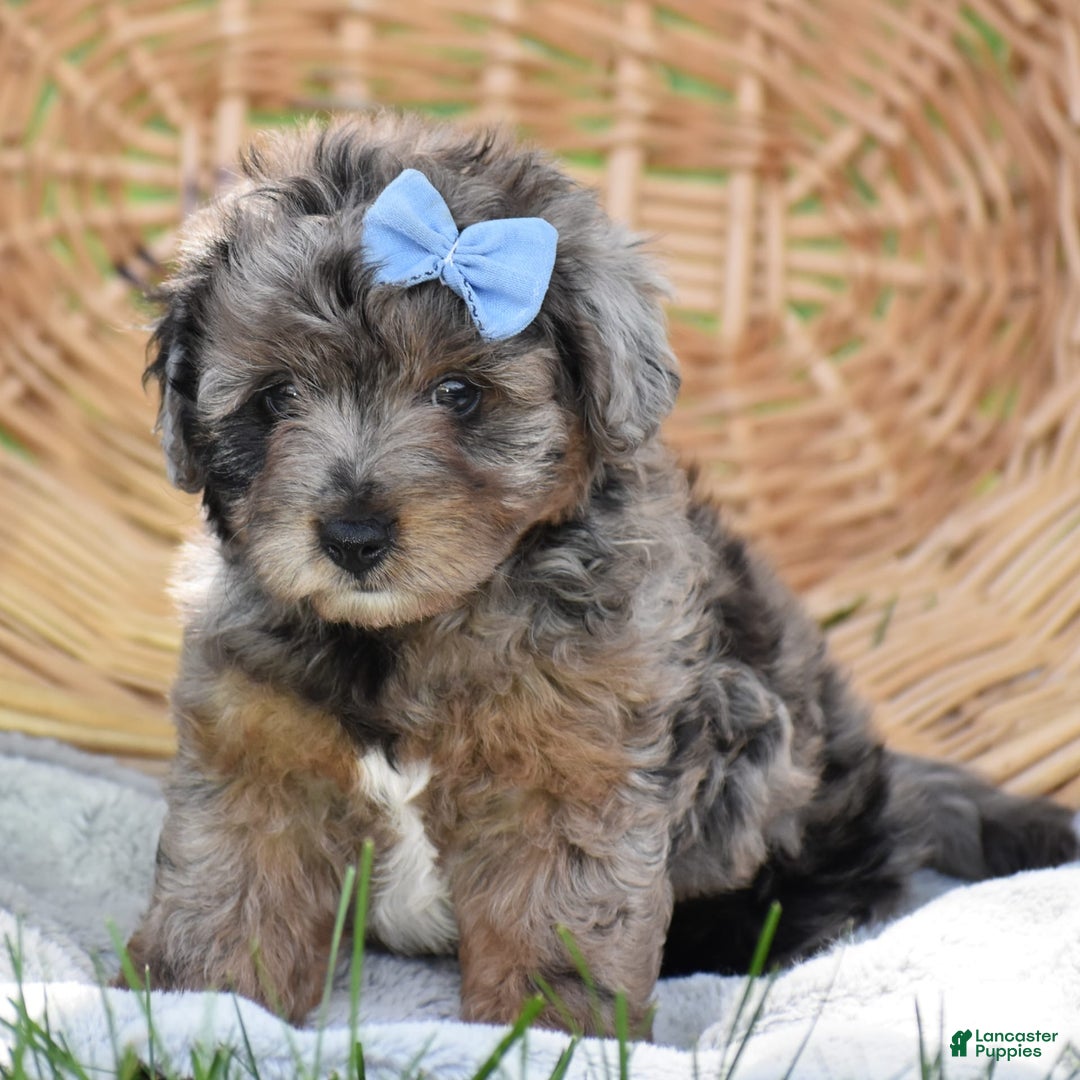 Yorkiepoo dogs for sale: Pluto - Image 4