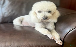 Miniature Poodle dogs for sale: Pico - Image 7