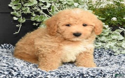 Bichpoo dogs for sale: Shawn - Image 3