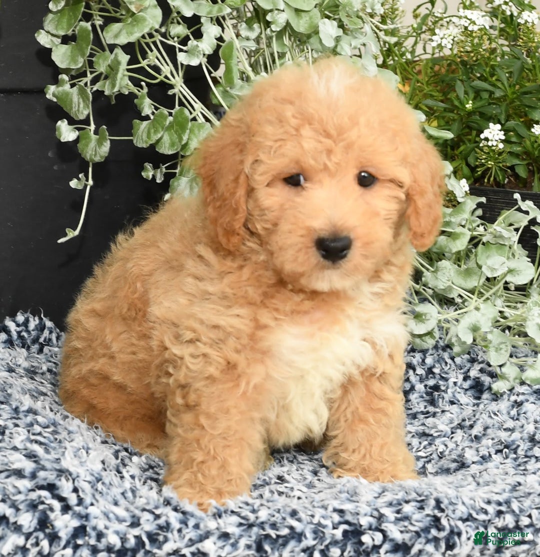 Bichpoo dogs for sale: Shawn - Image 3