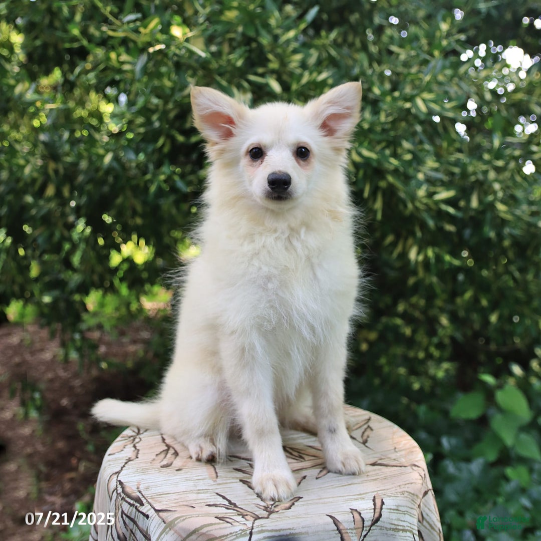 American Eskimo dogs for sale: Stella - Image 5