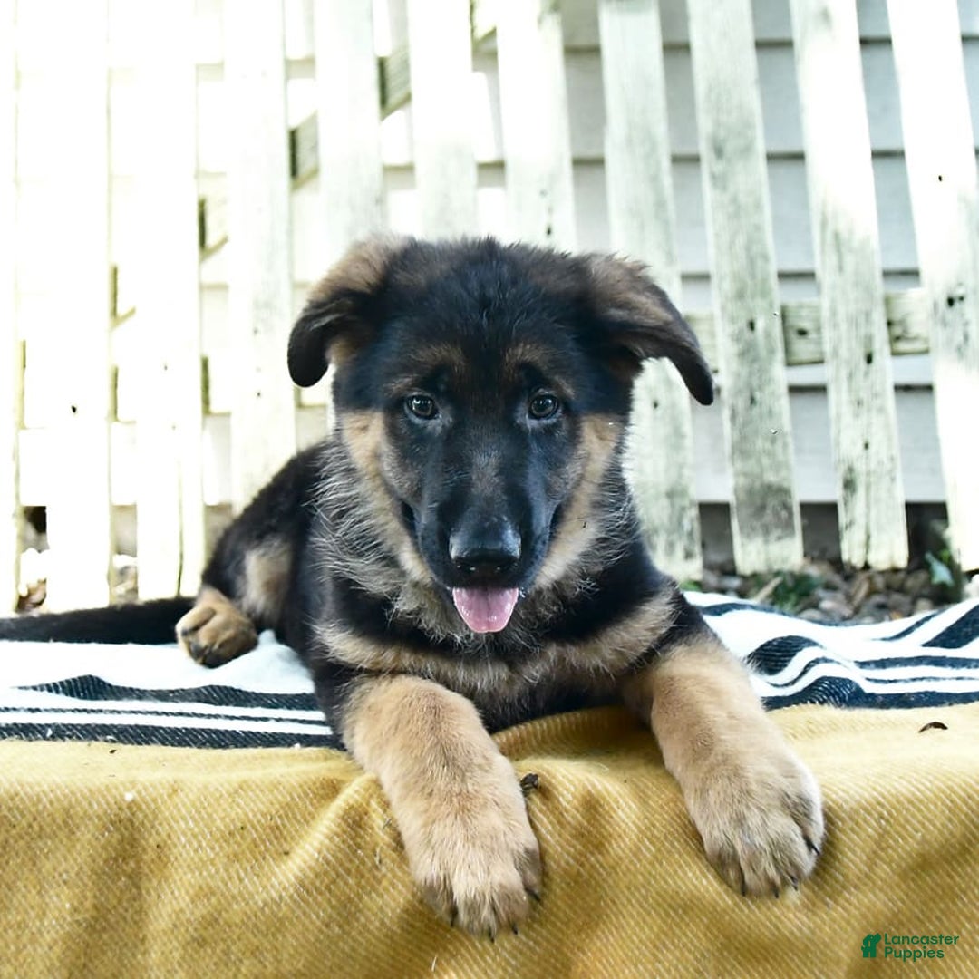 German Shepherd dogs for sale: Mindy - Image 6