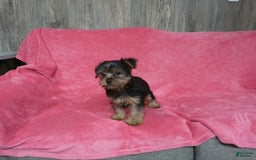 Yorkshire Terrier dogs for sale: Buddy - Image 8