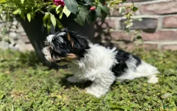 Yorkshire Terrier dogs for sale: Lexi - Image 4