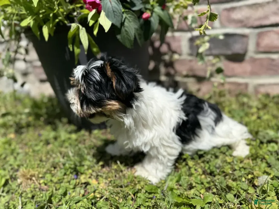 Yorkshire Terrier dogs for sale: Lexi - Image 4