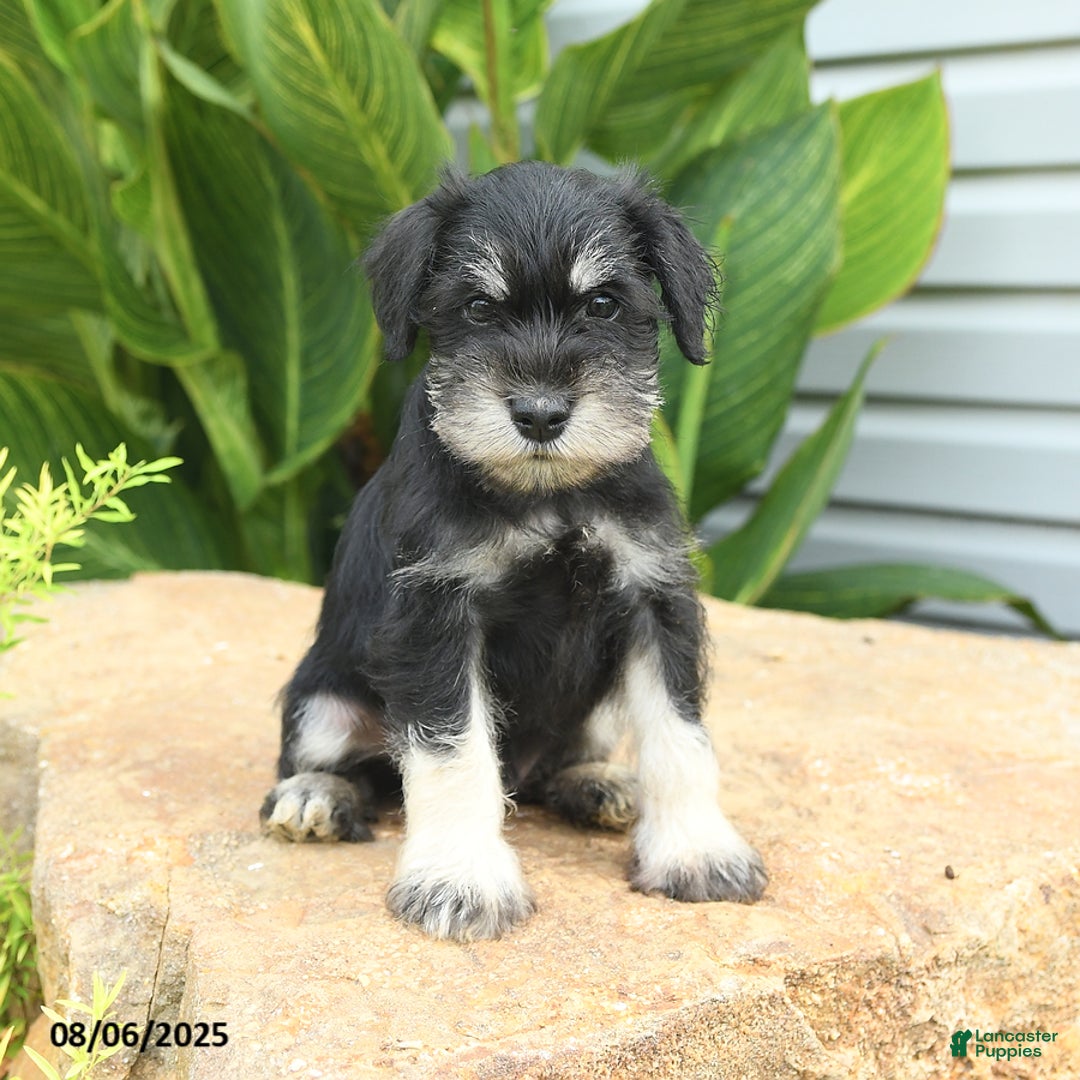 Miniature Schnauzer dogs for sale: Maxwell - Image 2