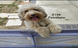 Aussiedoodle dogs for sale: Gutchie - Image 3