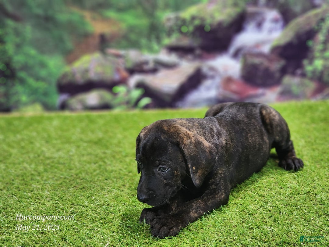 Catahoula Leopard Dog dogs for sale: Jesse 2025 Female 2 - Image 3