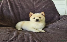 Shiba Inu dogs for sale: Beth - Image 2