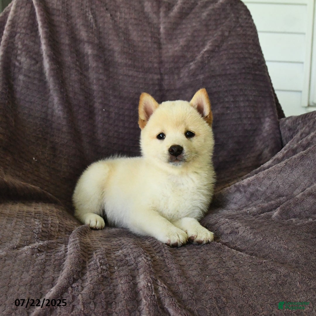 Shiba Inu dogs for sale: Beth - Image 2