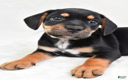 Beabull dogs for sale: Charlie - Image 3