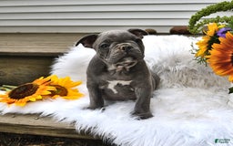 Frenchton dogs for sale: Rocky - Image 9