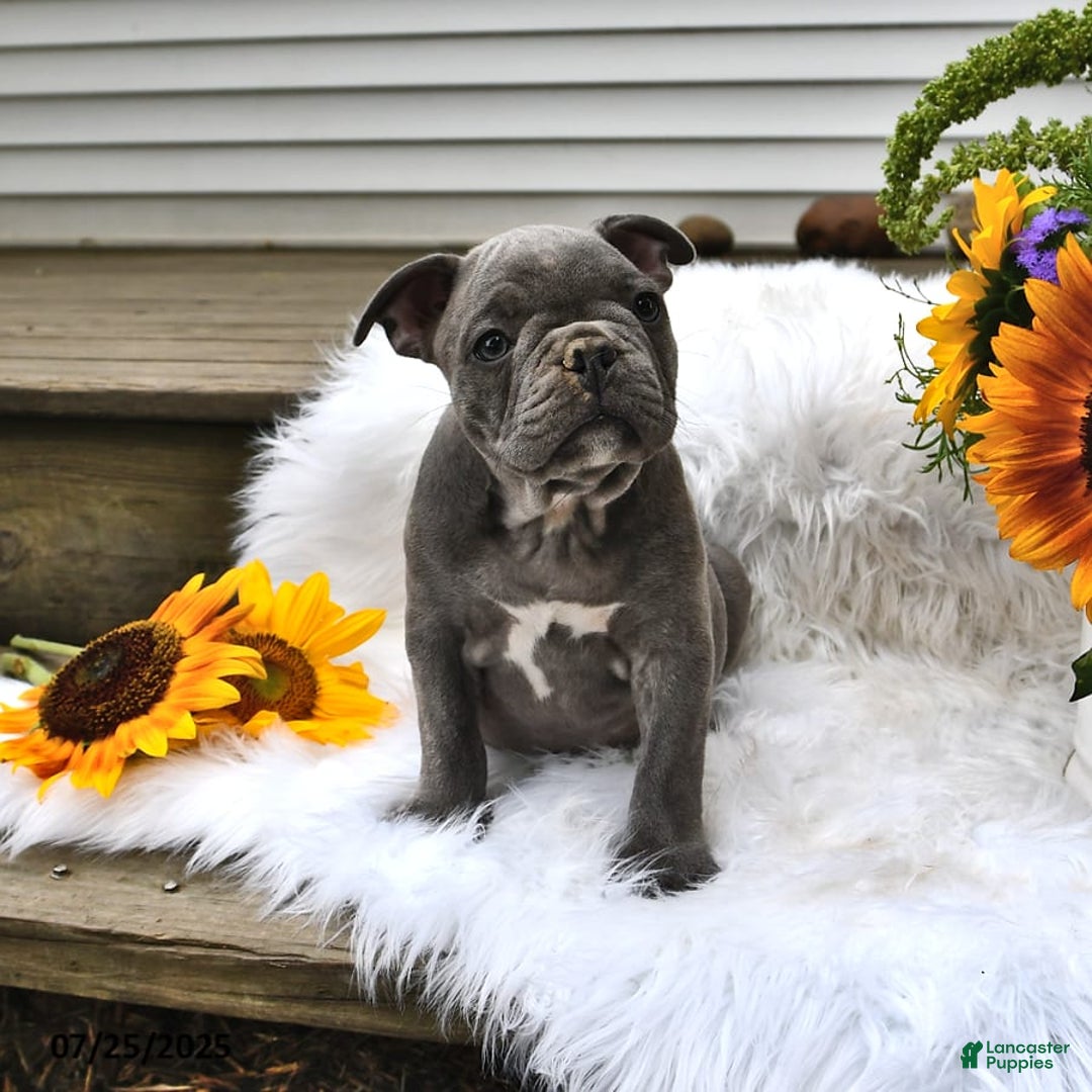 Frenchton dogs for sale: Rocky - Image 9