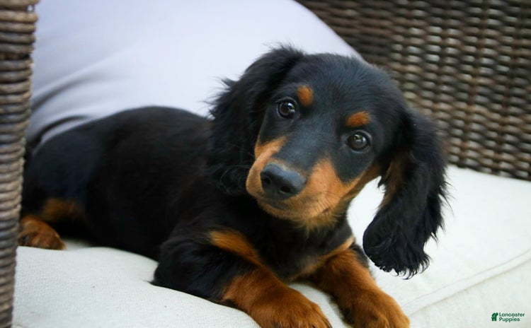 Miniature Dachshund dogs for sale - Ad 1
