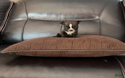American Bully dogs for sale: Princess - Image 2