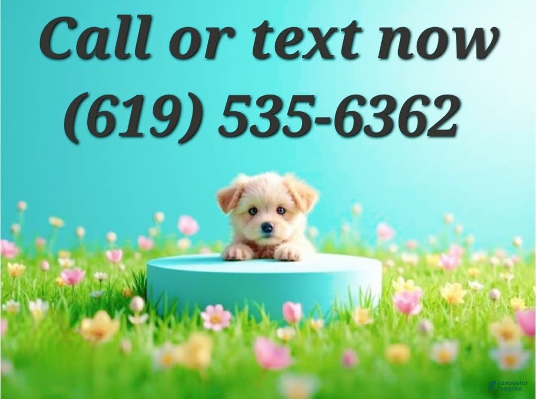 Maltipoo dogs for sale: Sunshine - Image 9