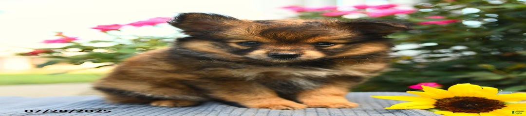 Oscar