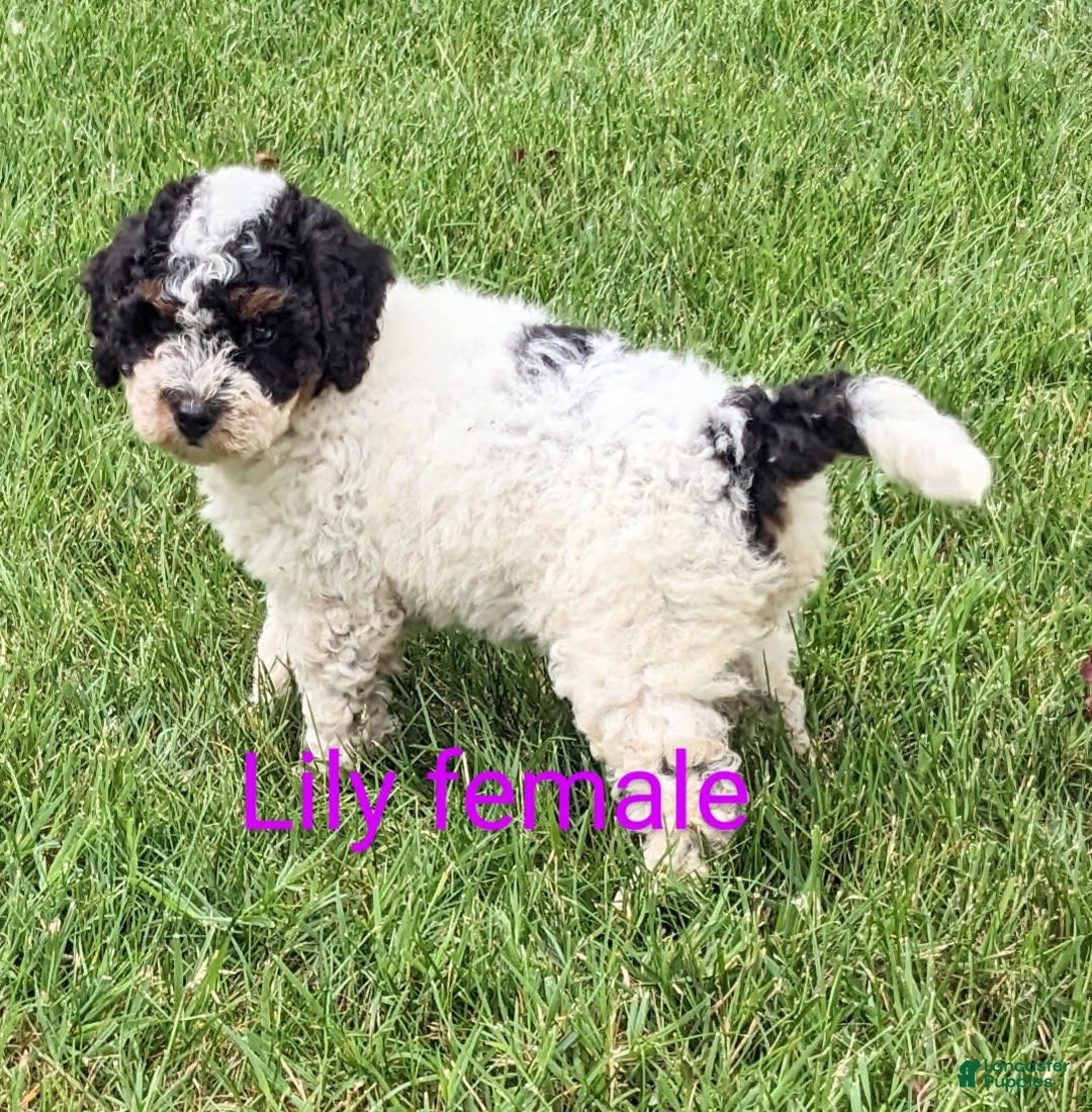 Mini Goldendoodle dogs for sale: Lily - Image 5