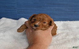 Cavapoo dogs for sale: Cavapoo 6 puppies - Image 10