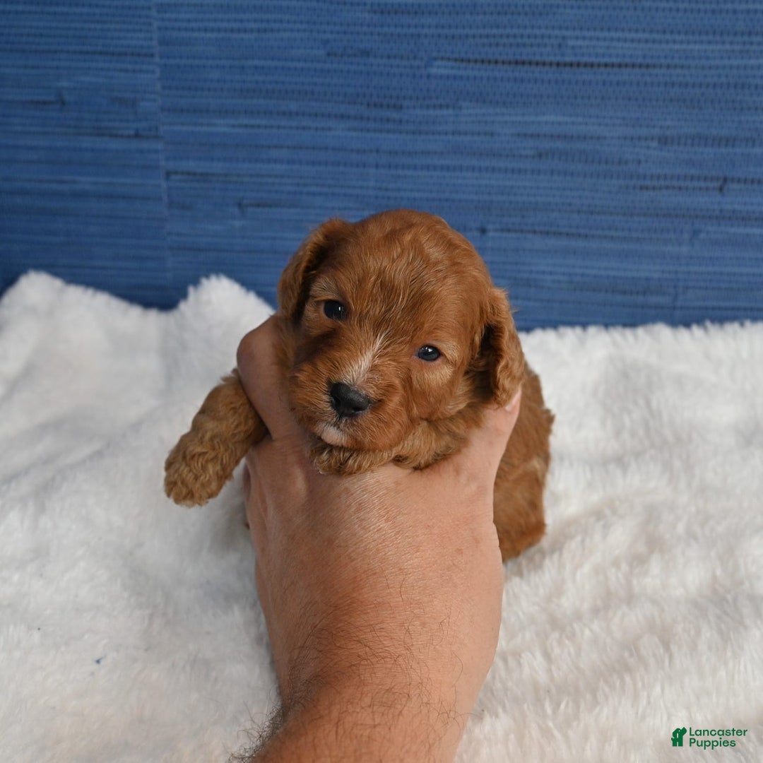 Cavapoo dogs for sale: Cavapoo 6 puppies - Image 10
